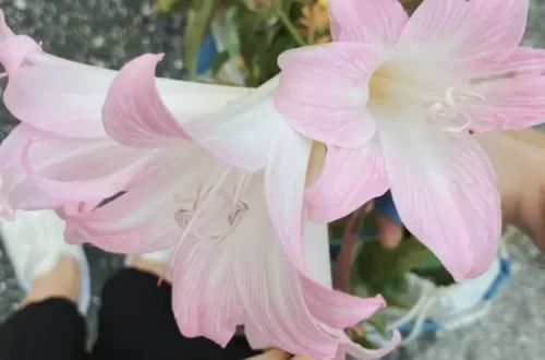 The Emotional Reason Flowers For Mother’s Day Outshine Other Gifts