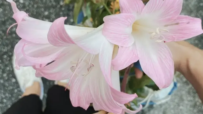 The Emotional Reason Flowers For Mother’s Day Outshine Other Gifts